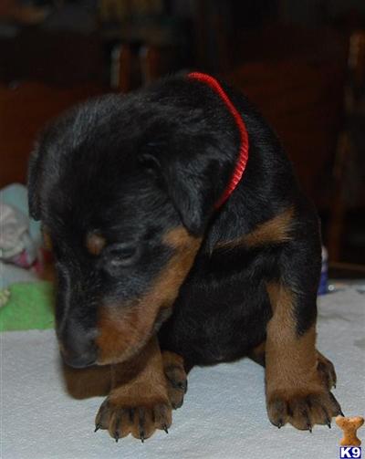 Doberman Pinscher Puppies in TX
